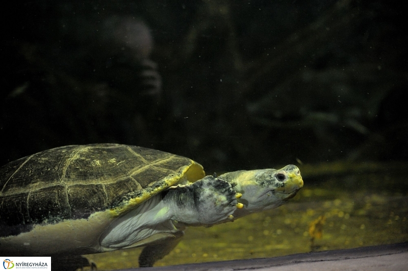 Borneói folyami teknősök az Állatparkban