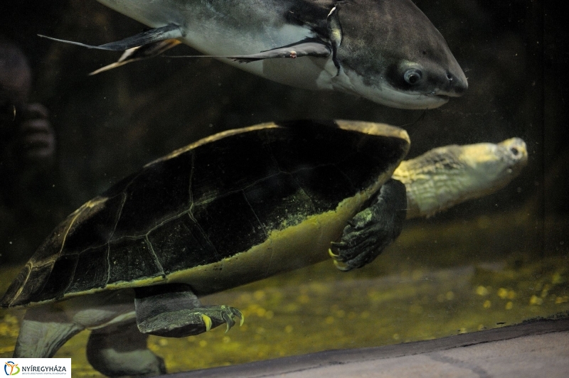 Borneói folyami teknősök az Állatparkban