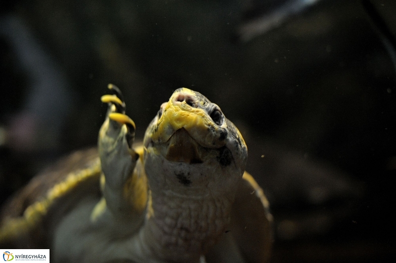 Borneói folyami teknősök az Állatparkban