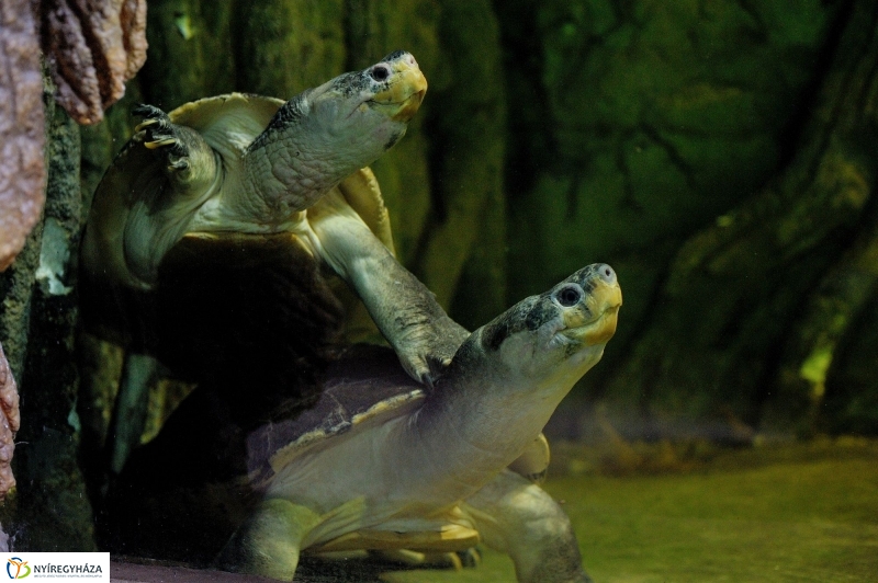 Borneói folyami teknősök az Állatparkban