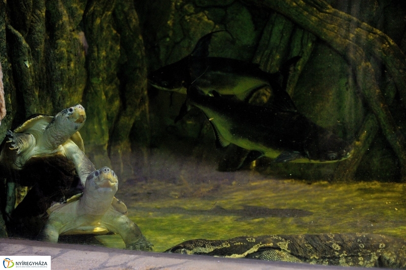 Borneói folyami teknősök az Állatparkban