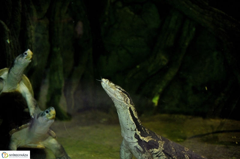 Borneói folyami teknősök az Állatparkban