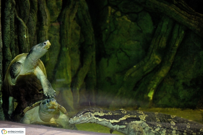 Borneói folyami teknősök az Állatparkban