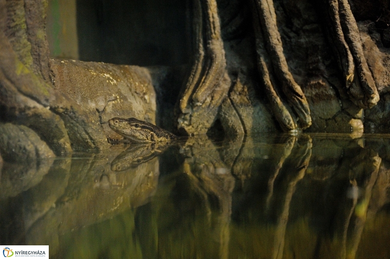 Borneói folyami teknősök az Állatparkban