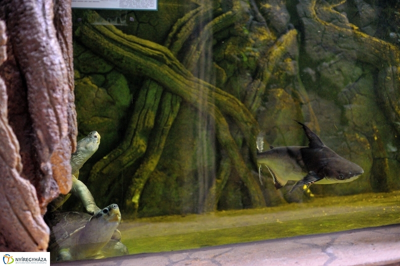 Borneói folyami teknősök az Állatparkban