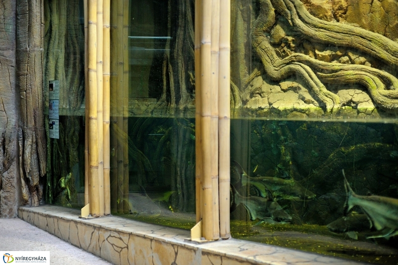 Borneói folyami teknősök az Állatparkban