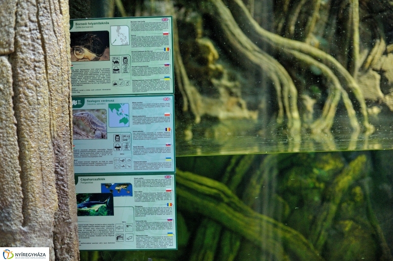 Borneói folyami teknősök az Állatparkban