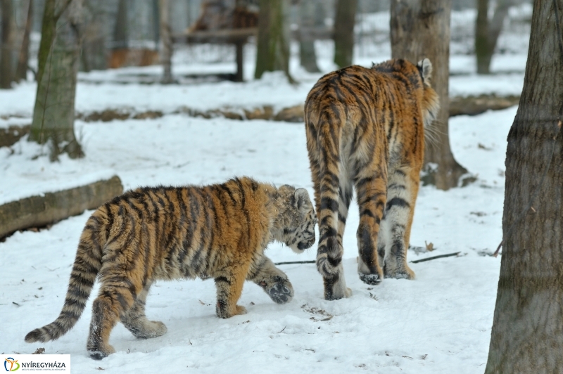 Téli csendélet a Nyíregyházi Állatparkban