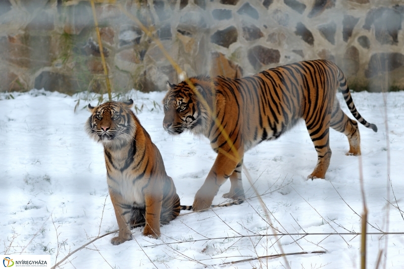 Téli csendélet a Nyíregyházi Állatparkban