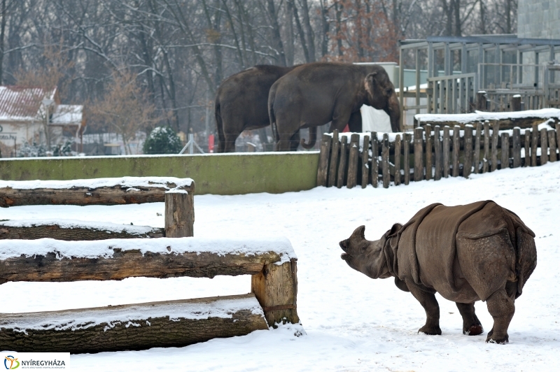 Téli csendélet a Nyíregyházi Állatparkban