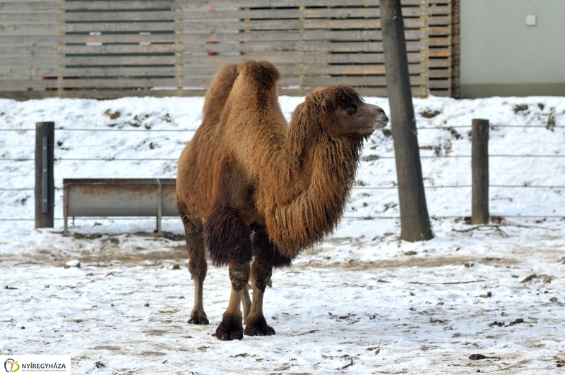Téli csendélet a Nyíregyházi Állatparkban