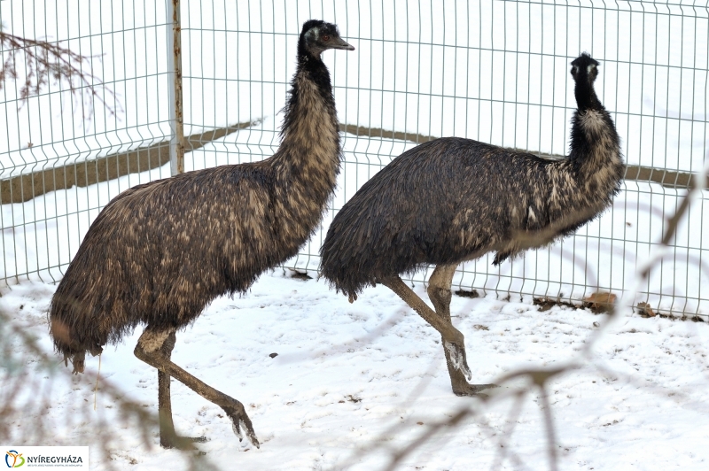 Téli csendélet a Nyíregyházi Állatparkban