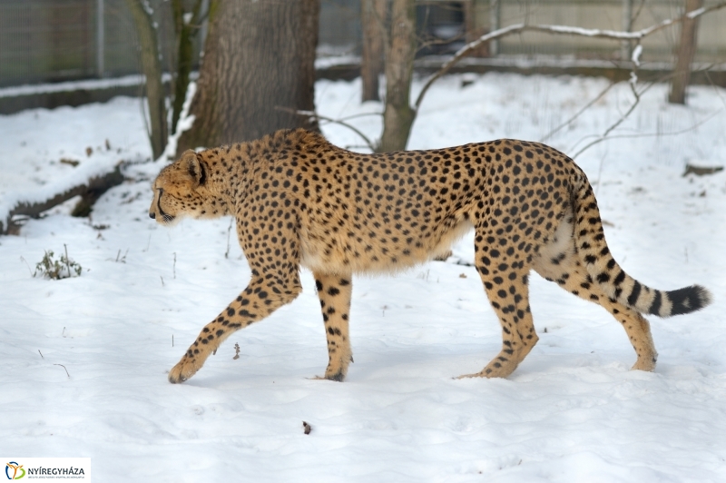 Téli csendélet a Nyíregyházi Állatparkban