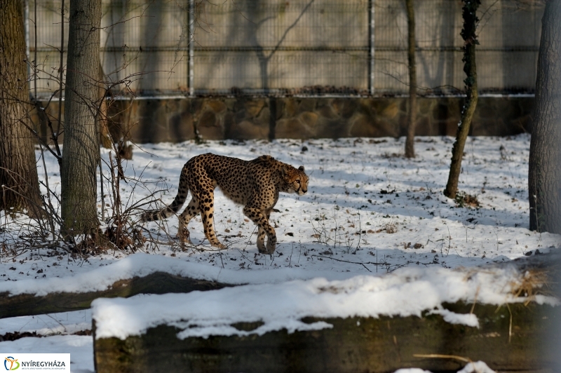 Téli csendélet a Nyíregyházi Állatparkban