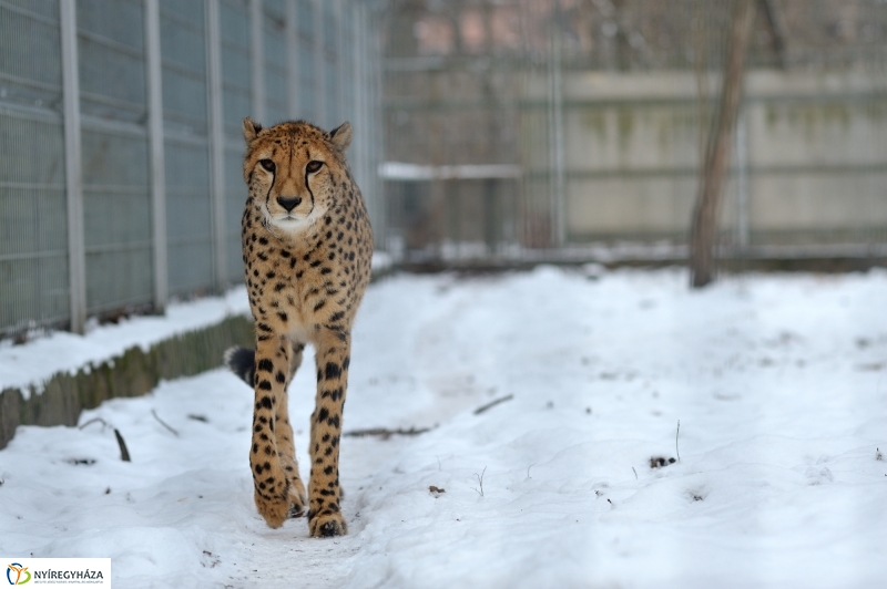 Téli csendélet a Nyíregyházi Állatparkban