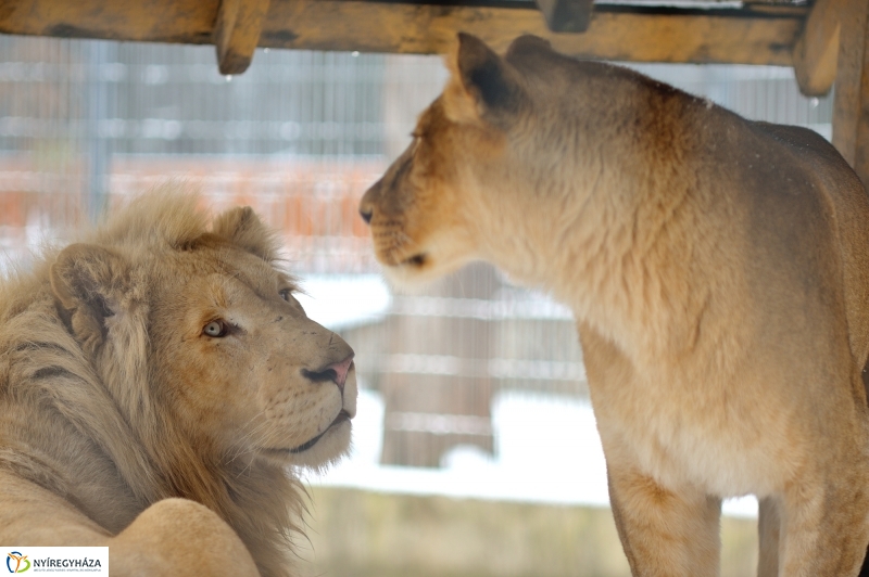 Téli csendélet a Nyíregyházi Állatparkban
