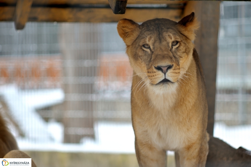 Téli csendélet a Nyíregyházi Állatparkban