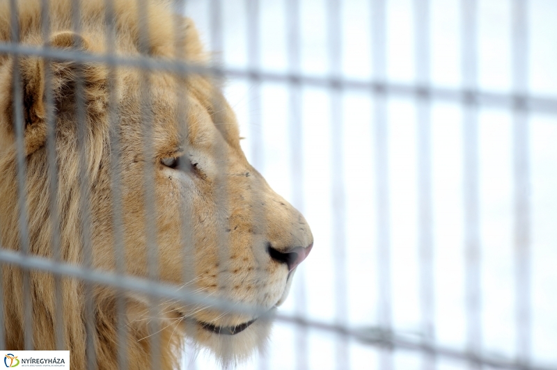 Téli csendélet a Nyíregyházi Állatparkban