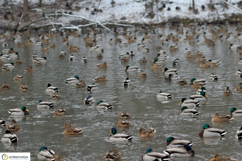 Téli csendélet a Nyíregyházi Állatparkban