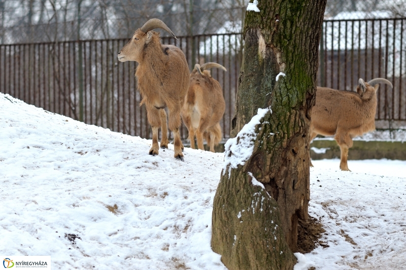 Téli csendélet a Nyíregyházi Állatparkban