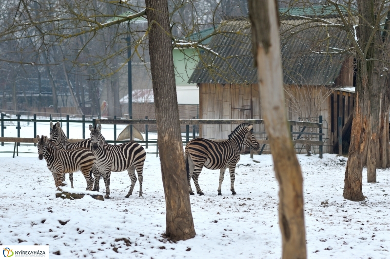 Téli csendélet a Nyíregyházi Állatparkban