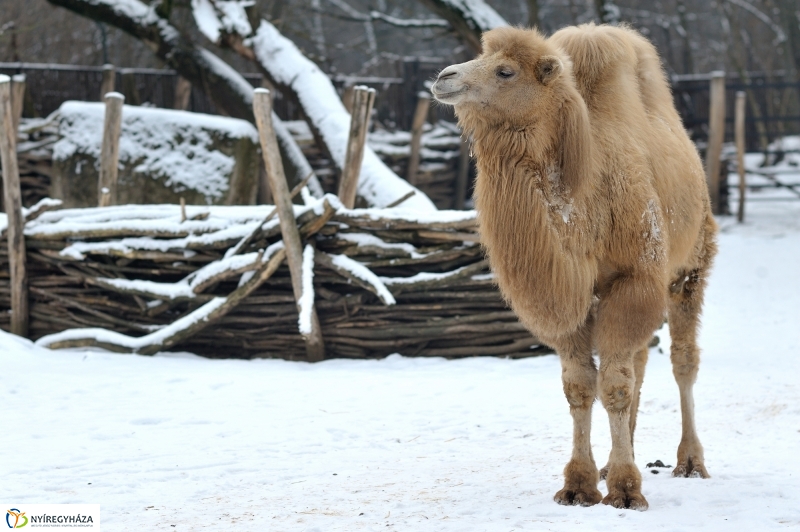 Téli csendélet a Nyíregyházi Állatparkban