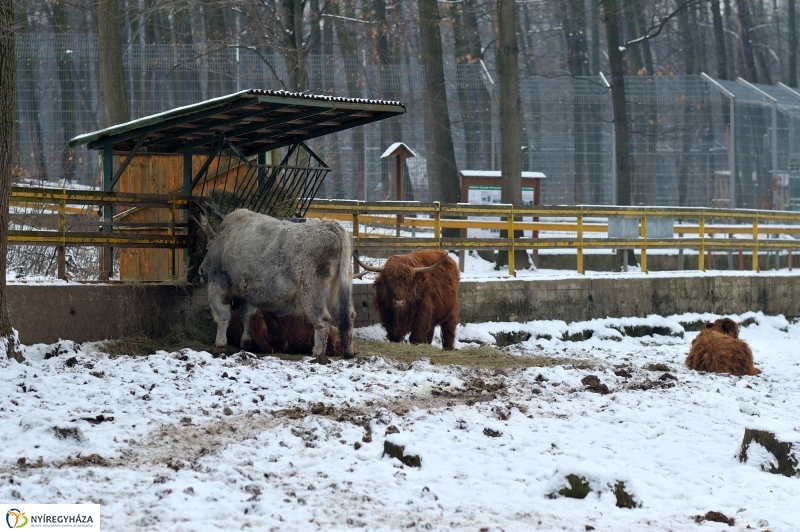 Téli csendélet a Nyíregyházi Állatparkban