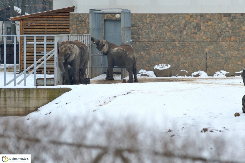 Téli csendélet a Nyíregyházi Állatparkban