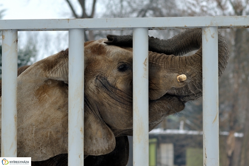Téli csendélet a Nyíregyházi Állatparkban