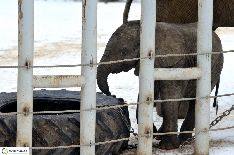 Téli csendélet a Nyíregyházi Állatparkban