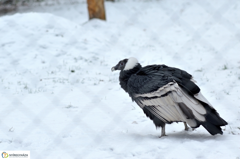 Téli csendélet a Nyíregyházi Állatparkban