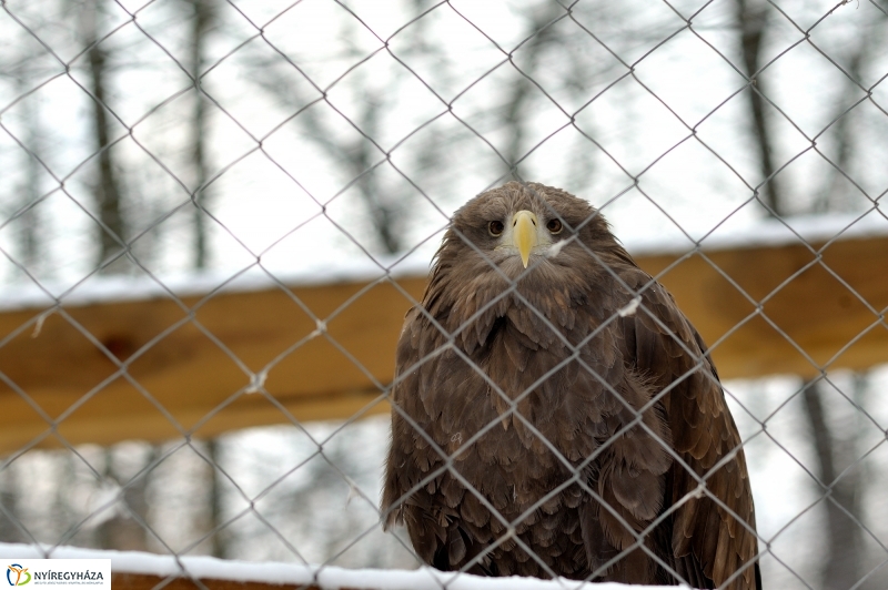 Téli csendélet a Nyíregyházi Állatparkban