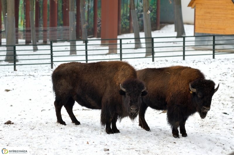 Téli csendélet a Nyíregyházi Állatparkban