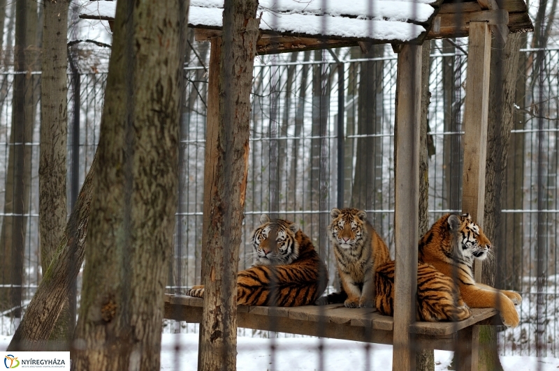 Téli csendélet a Nyíregyházi Állatparkban