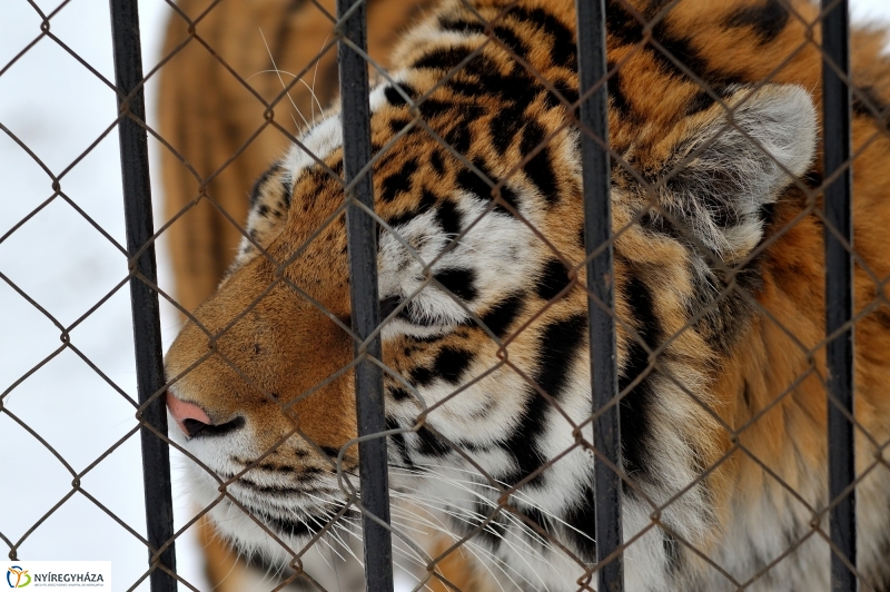 Téli csendélet a Nyíregyházi Állatparkban