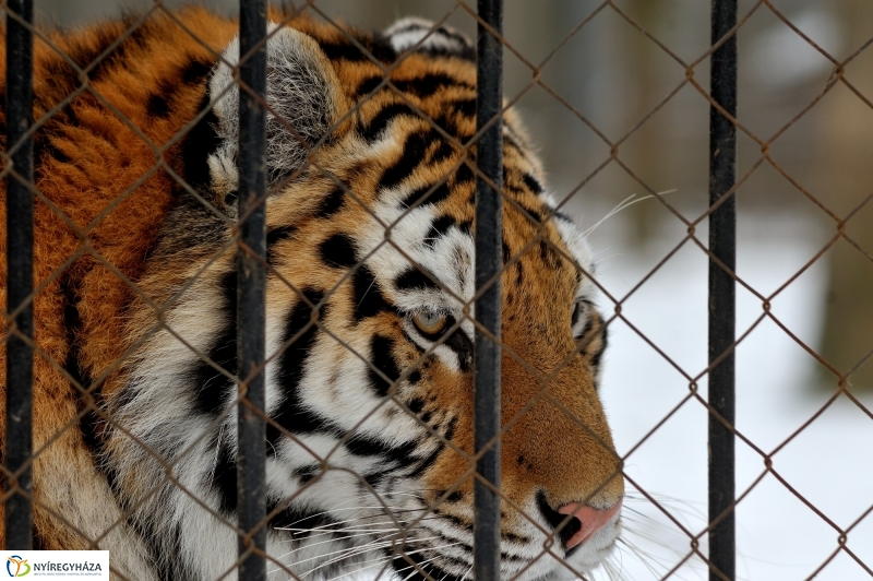Téli csendélet a Nyíregyházi Állatparkban