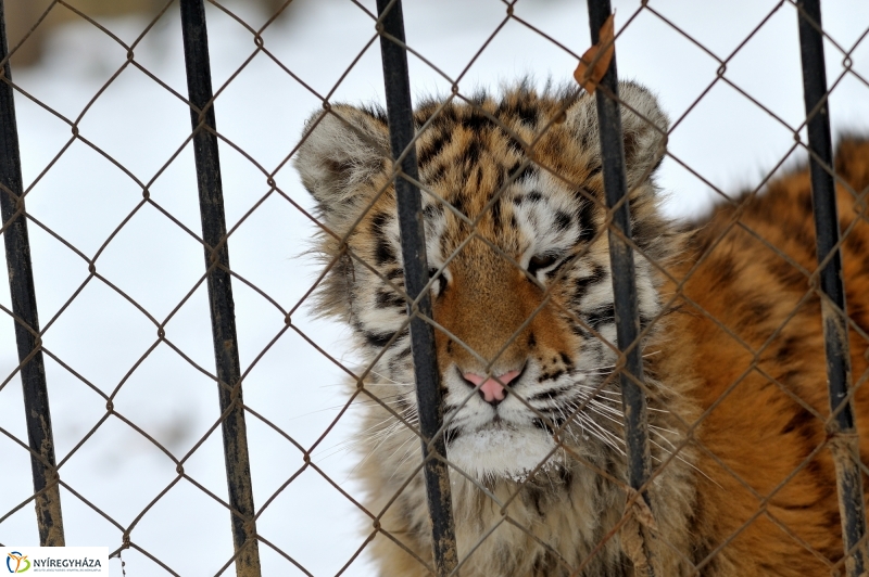 Téli csendélet a Nyíregyházi Állatparkban