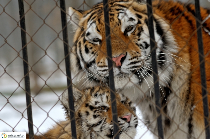 Téli csendélet a Nyíregyházi Állatparkban
