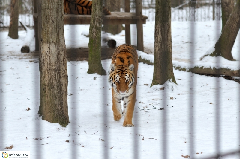 Téli csendélet a Nyíregyházi Állatparkban