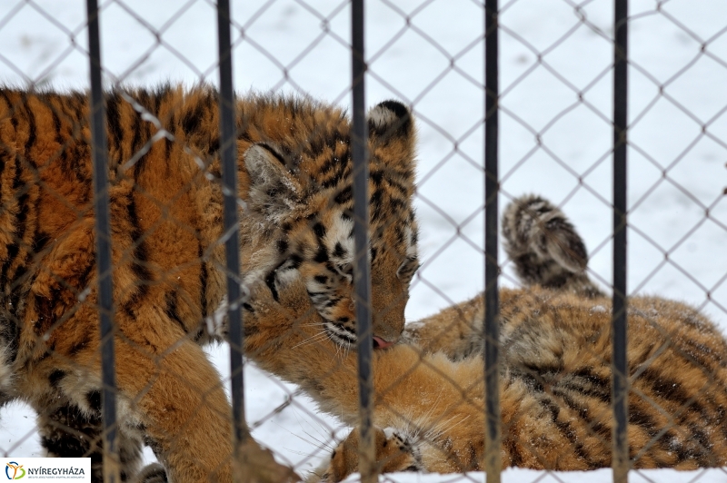Téli csendélet a Nyíregyházi Állatparkban