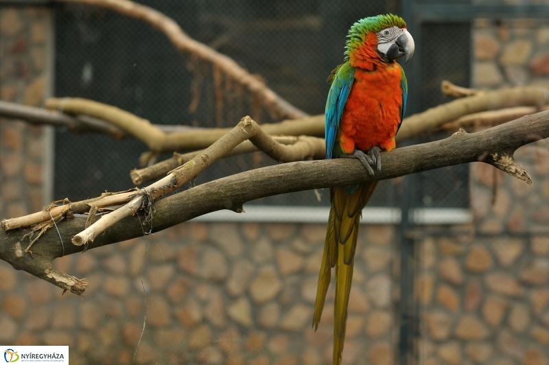 Tavaszváró az Állatparkban