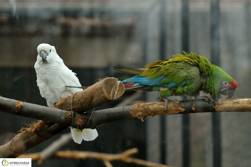 Tavaszváró az Állatparkban