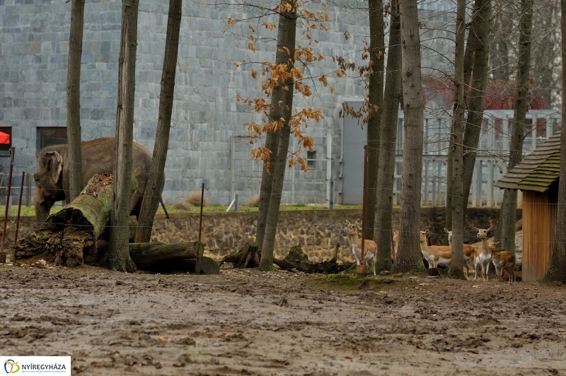 Tavaszváró az Állatparkban