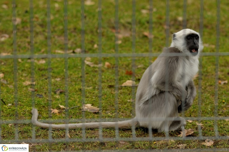 Tavaszváró az Állatparkban