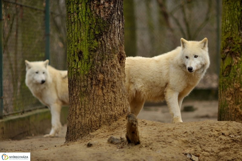 Tavaszváró az Állatparkban