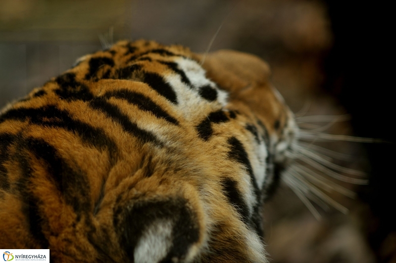 Tavaszváró az Állatparkban