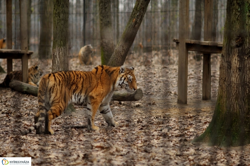 Tavaszváró az Állatparkban