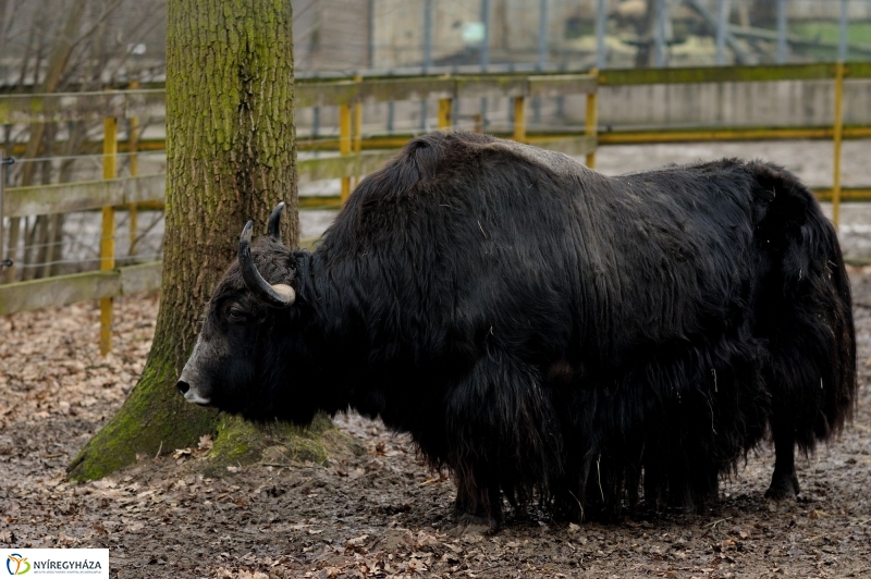 Tavaszváró az Állatparkban