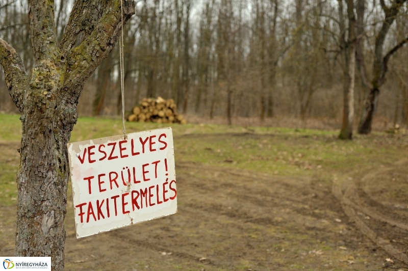 Erdőkezelés Sóstón