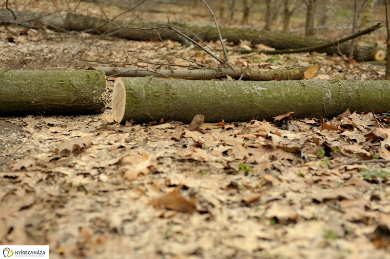 Erdőkezelés Sóstón